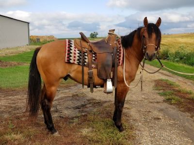 Goldun Topsail <BR> AQHA 5857711